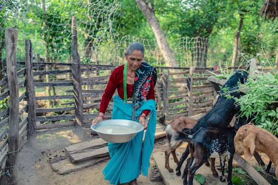 Woman in blue and red clothing feeds goats.