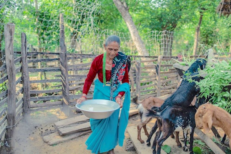 Woman in blue and red clothing feeds goats.