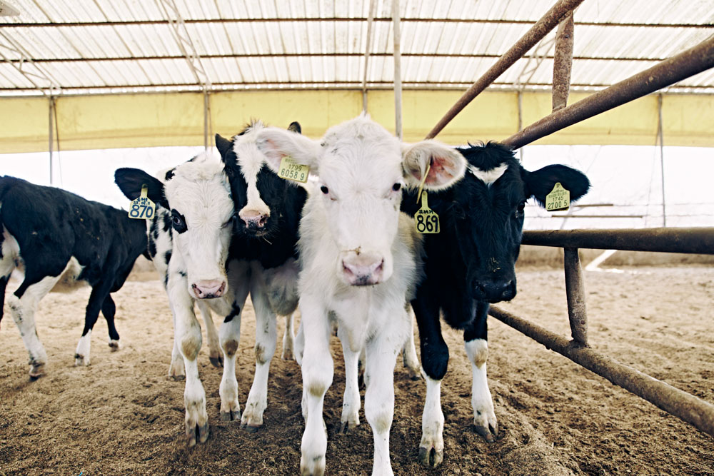 A close view of young cattle at a feeding pen.