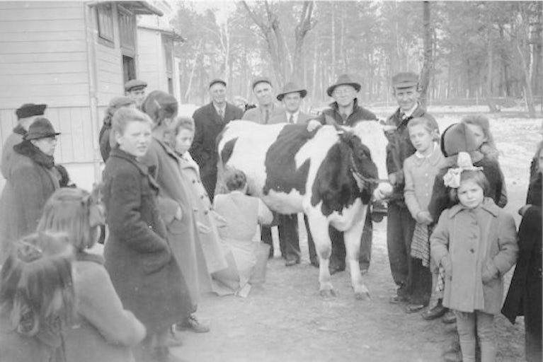 Historic black and white photo of people with a dairy cow.