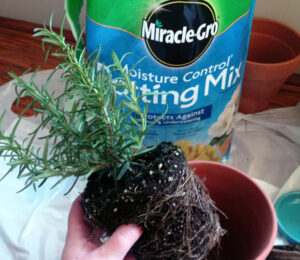 Rosemary requires moderate light exposure and water, making it ideal for sunny windowsill life.