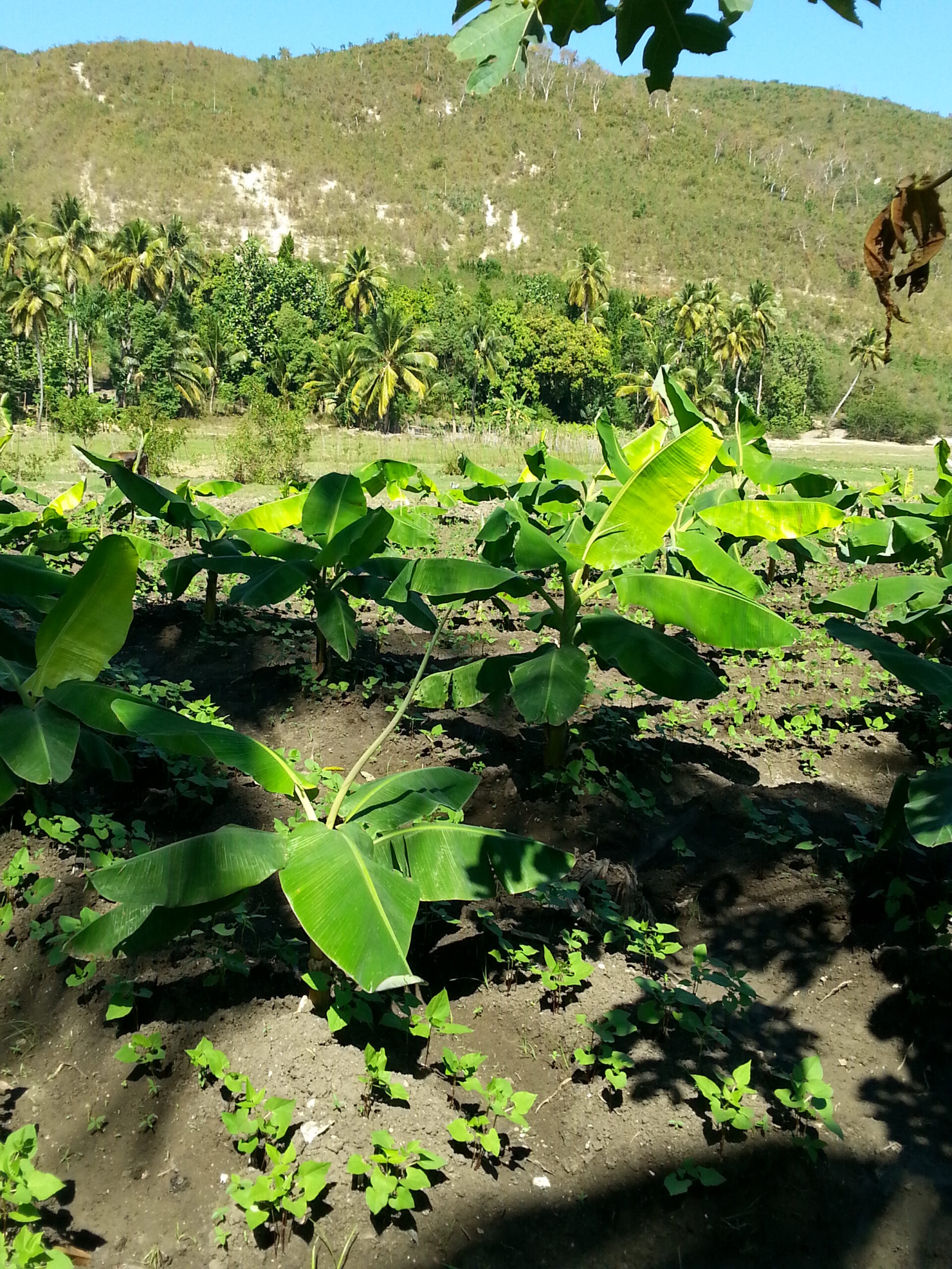 Today farmers that are part of AIFO produce bananas, okra, pigeon peas, beans, peppers and corn, as well as milk from 120 cattle received from Heifer. Heifer International Haiti