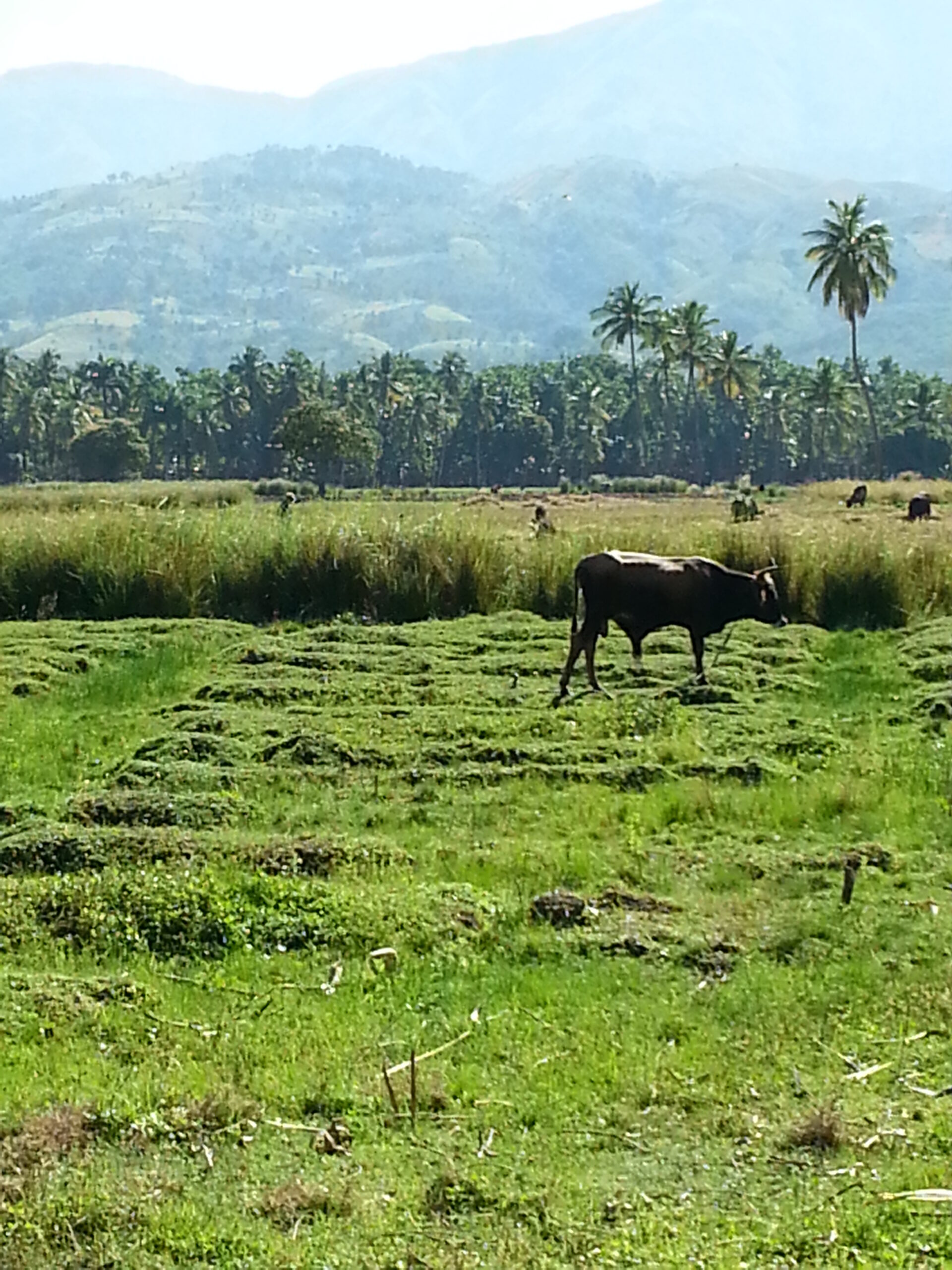 Heifer International has helped rejuvenate agricultural activities in Haiti by repairing irrigation canals and providing resources like animals, farm equipment and seeds. farmland in Haiti