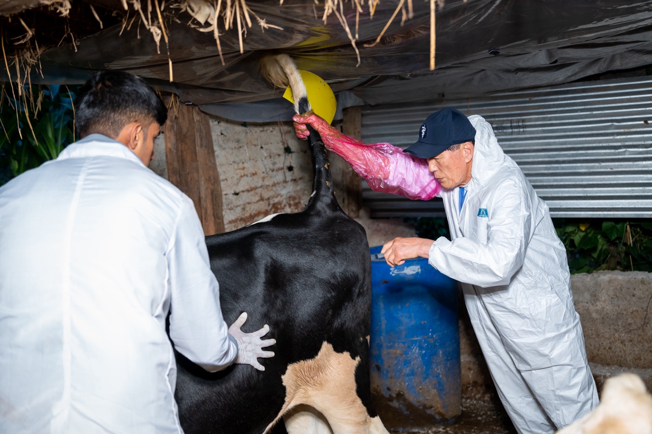 Dr. Kim assisting in veterinary procedure on cow.