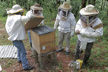 Beekeepers wear veiled hats to conduct beehive maintenance in Santa Avelina, Guatemala. Beekeepers wear veiled hats to conduct beehive maintenance in Santa Avelina, Guatemala.