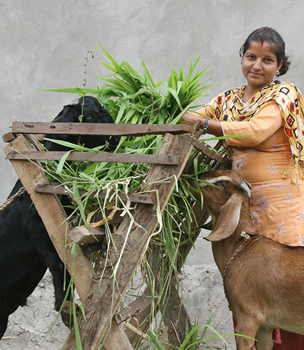 Radha Amatya provides fodder for her goats. Nepal small farmer