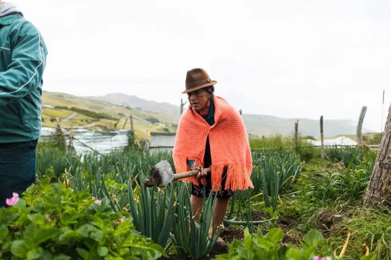 A person wearing a wide-brimmed hat, orange shawl, and traditional clothing works in a lush vegetable garden, using a hand tool to tend to the plants. The background shows a rural landscape with hills and a fence.