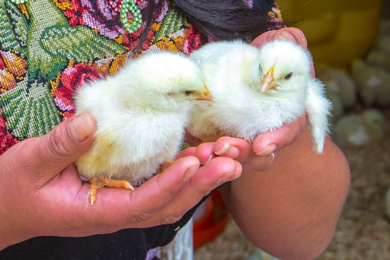 Two chicks held in hands.