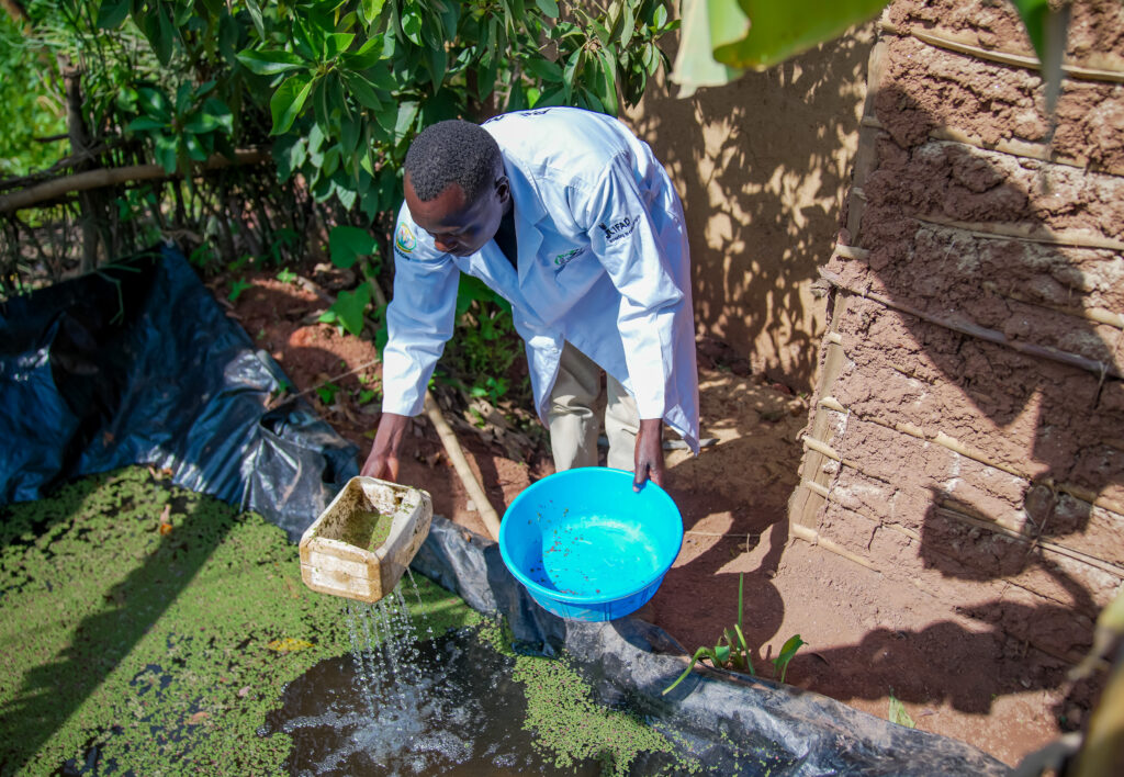 Azolla harvested from a shallow pond at a smallholder farm in Rwanda.