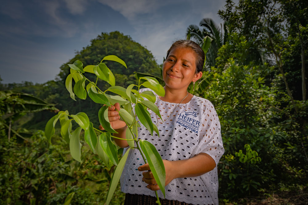 A woman holds a spice plant in Guatemala.