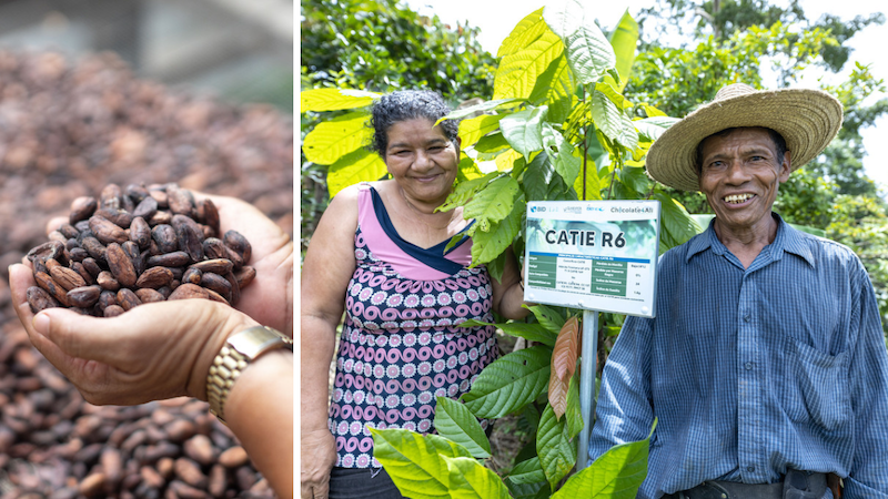 (Left) Ángela Castro holds dried cacao seeds. (Right) Ángela Castro and Frederico Ortiz stand together with the sign identifying the strain of cacao that is planted there. They grow several varieties of cacao on their farm.