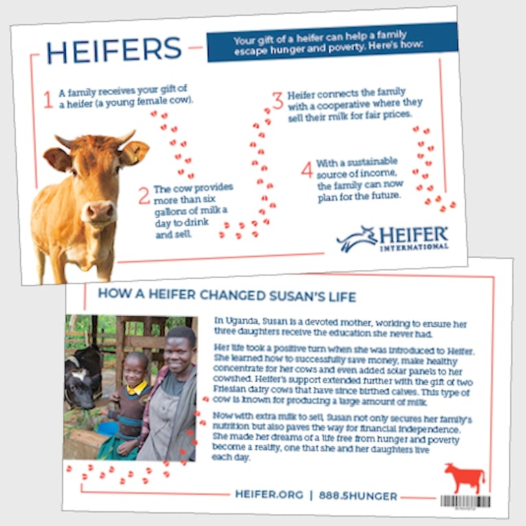 Graphic of Heifer Animal Cards.