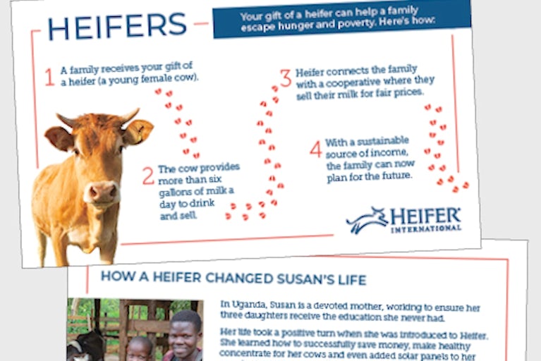 Graphic of Heifer Animal Cards.