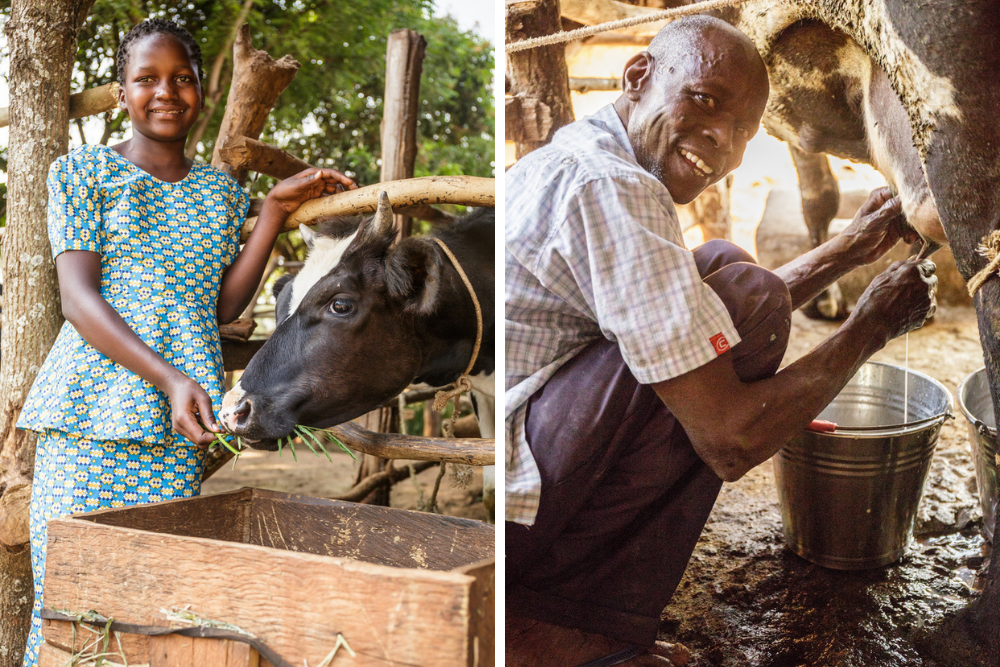 (Left) Precious feeds one of the family’s cows. (Right) Patrick milks one of the family’s cows.