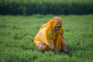A woman bends over to work in her agricultural field in Bangladesh.