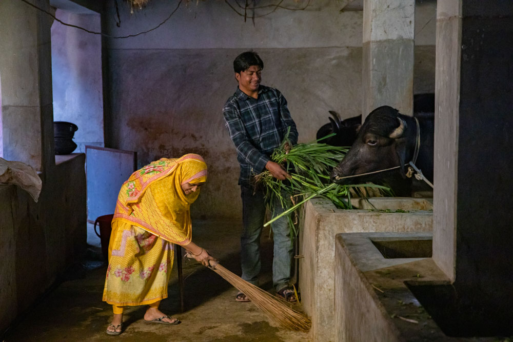 A man feeding a cow and a woman sweeping in Bangladesh.