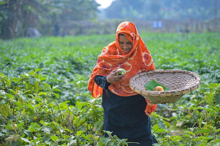 Woman in a headdress farming in a field and collecting crops in a basket.