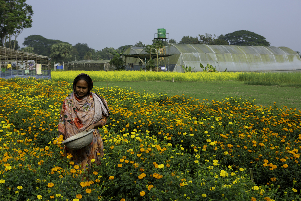 Sajeda Begum, 44, collects marigold flowers on her farm in Haria village, Bangladesh.