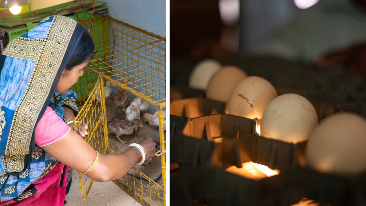 Babilata feeds the chicks in her hatchery.