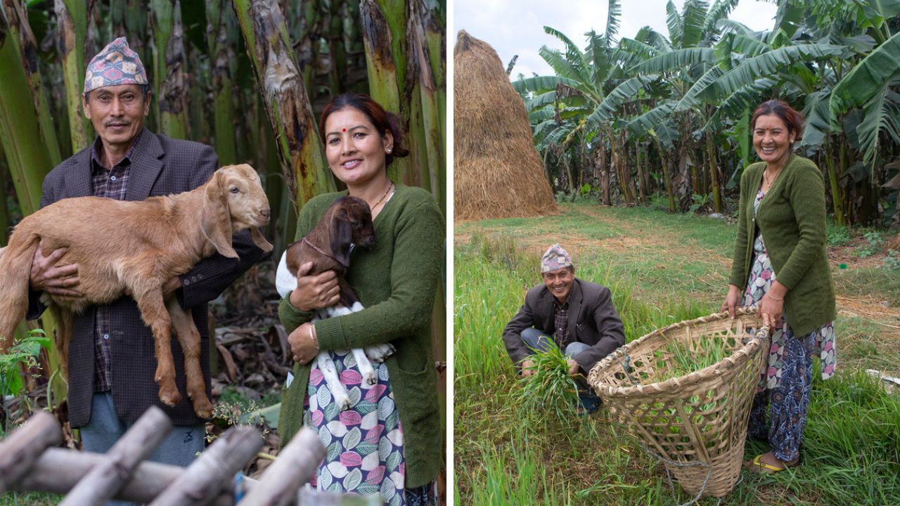 Bhagawati and her father-in-law, Rudra Bahadur Parajuli, have formed a close relationship since the passing of Padam. They work together to tend to the goats and collect fodder. 