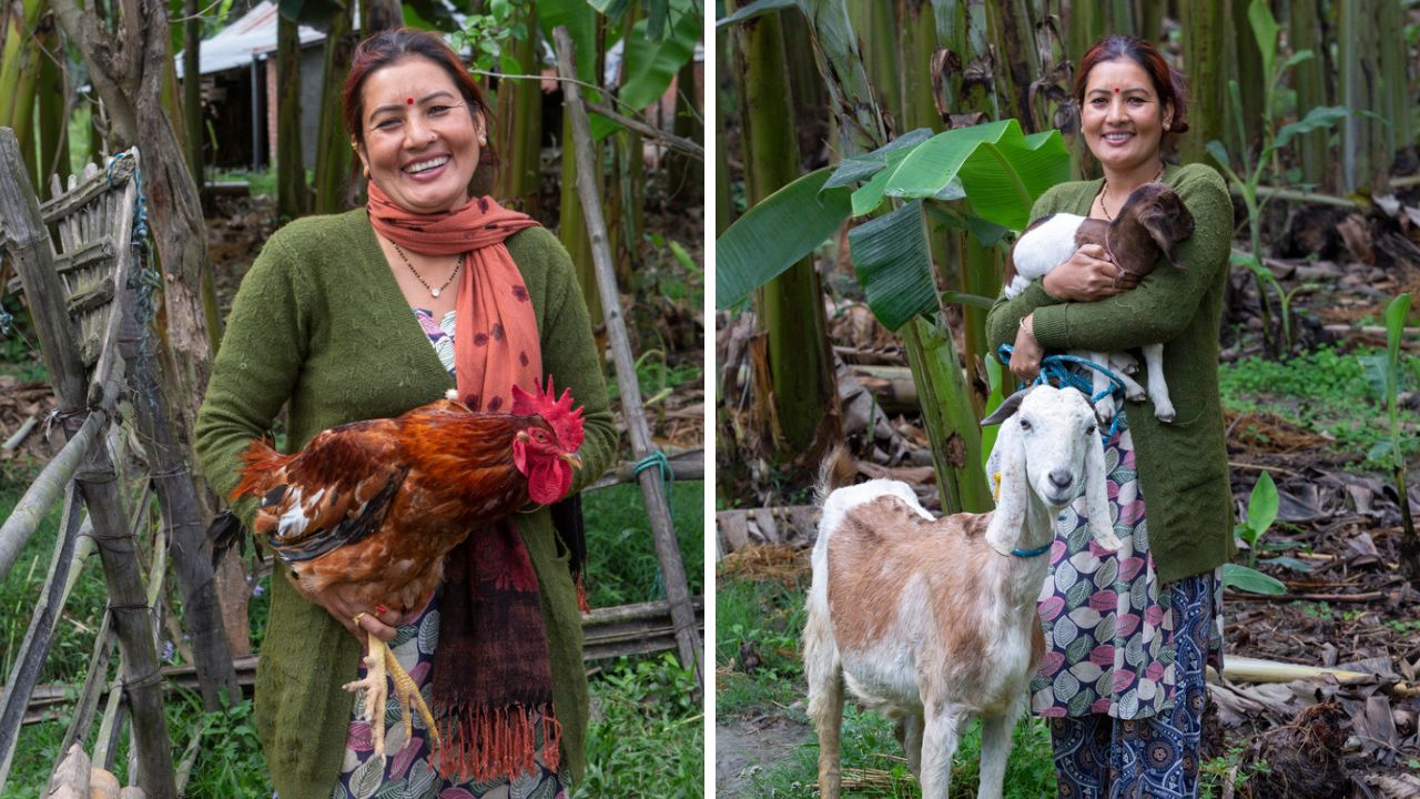 Bhagawati has a successful farm now with more than 30 goats and hundreds of chickens. 