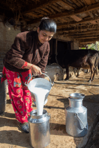 A Nepalese woman pours milk into a container.