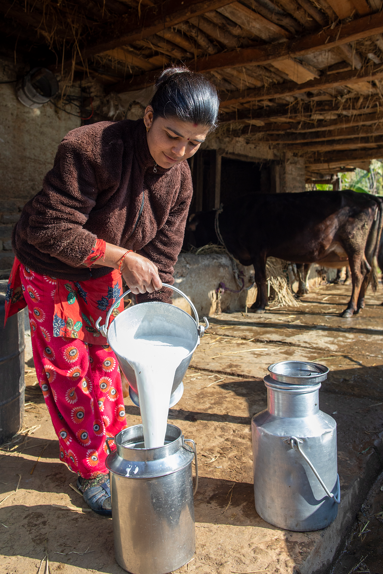 A Nepalese woman pours milk into a container.