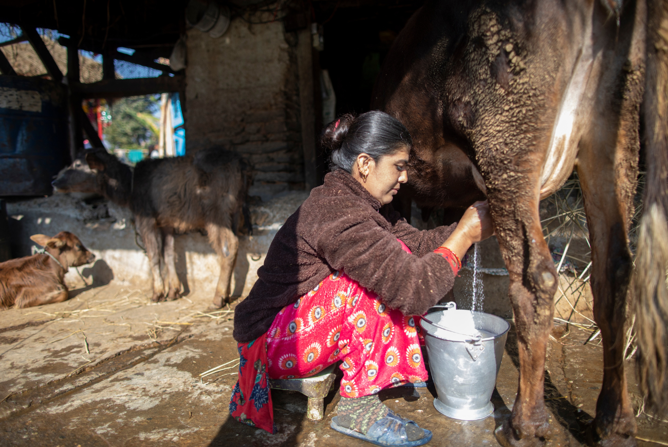 Bishnu Chopai milks her cow in Phalebas, Nepal.