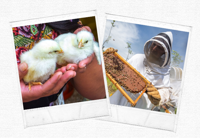 Polaroid pictures of chicks and bees.