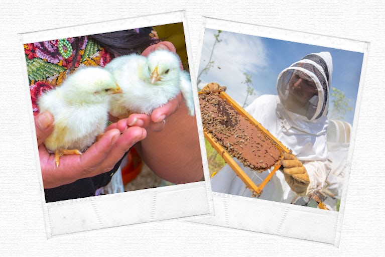 Polaroid pictures of chicks and bees.