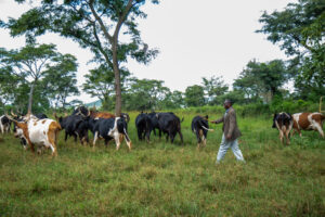 A man walks alongside a herd of cattle in a green pasture.