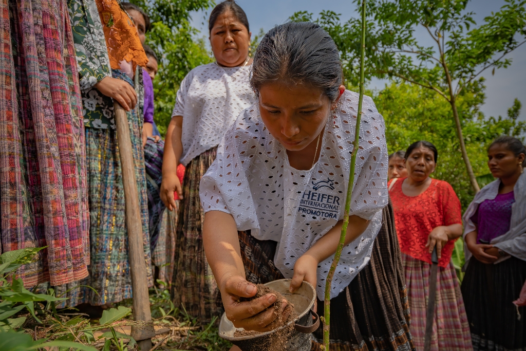 Heifer’s Green Business Belt (GBB) project works with 37 communities and 36 farmer-owned agribusinesses across Alta Verapaz, Guatemala. The project aims to support Guatemalan spice producers to develop profitable spice and agroforestry enterprises while improving forest management across 4,750 acres of biodiverse land.