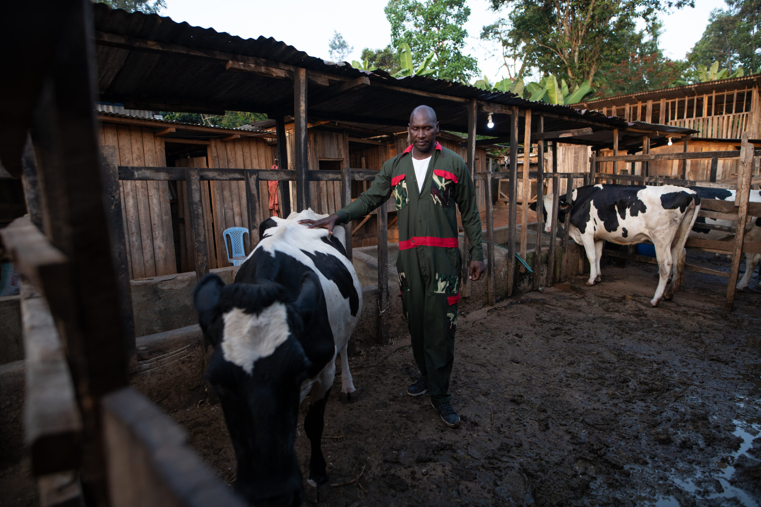 Man stands in a cattle shed and rests a hand on a black-and-white cow.