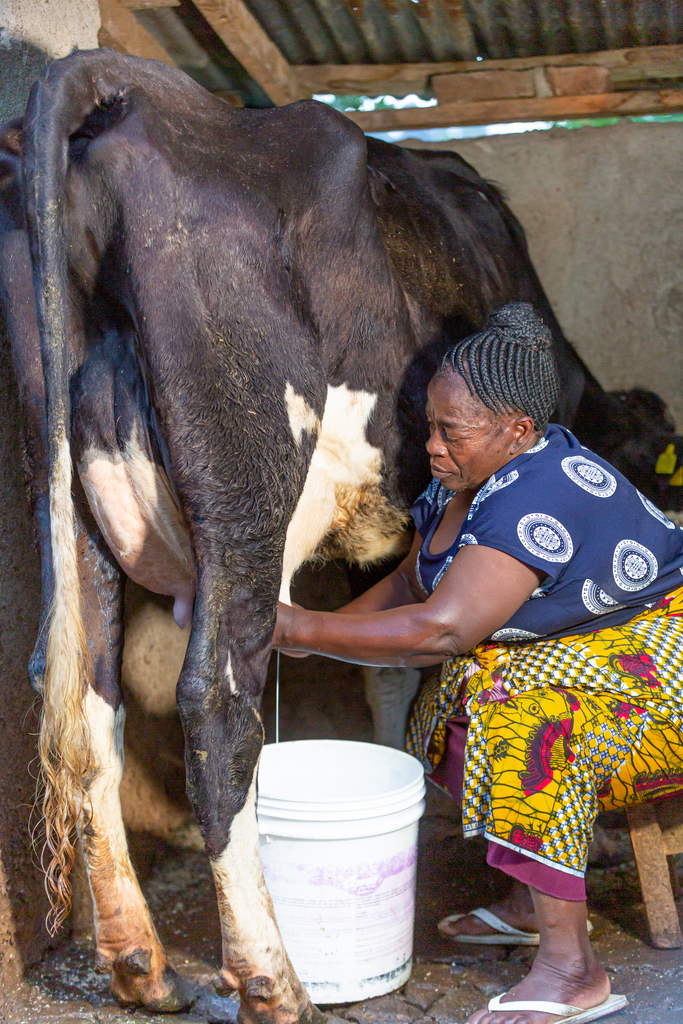 A woman milks a cow by hand into a bucket inside a small shelter.