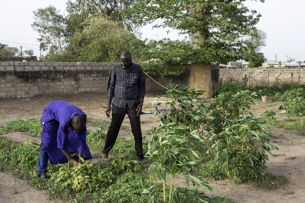 A man bends to tend leafy crops while another stands nearby in a small garden plot.