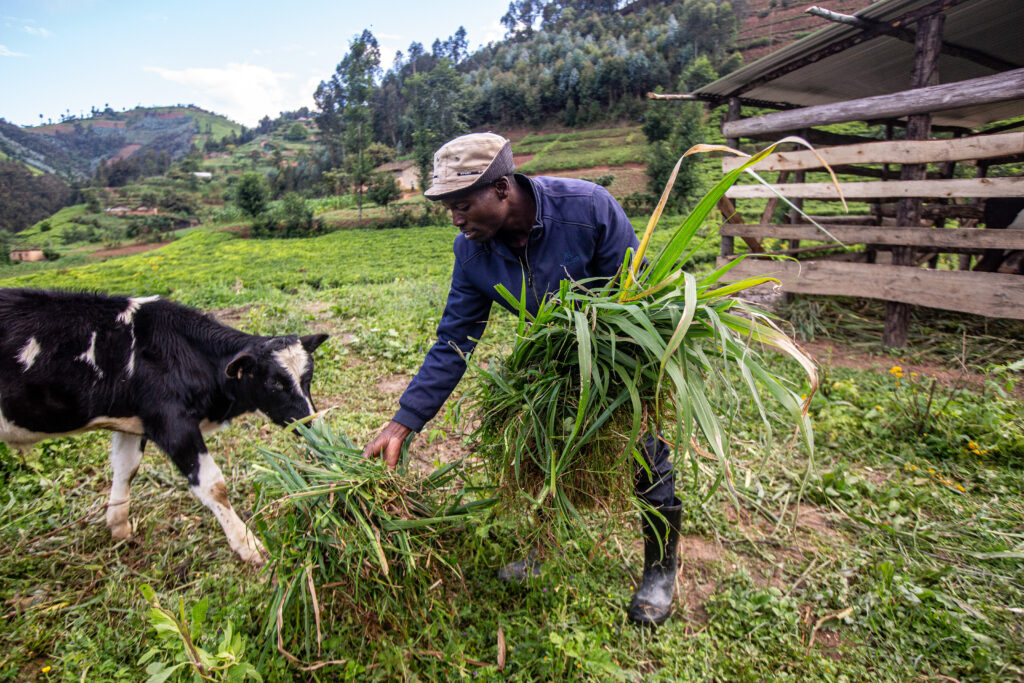 A man feeds grass to a calf on a hillside farm.