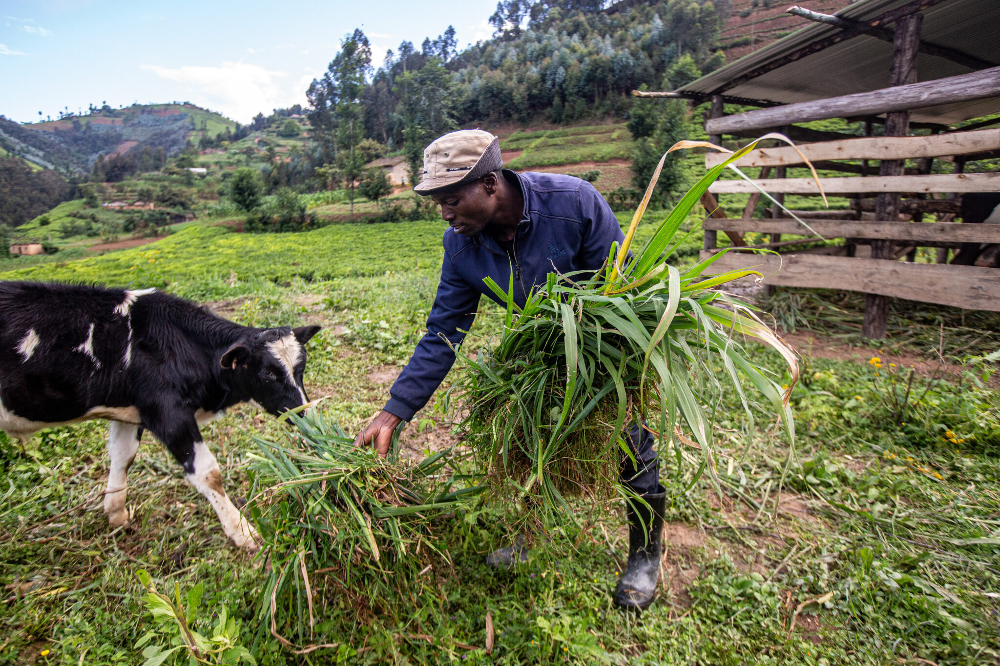 Rwanda - Heifer International