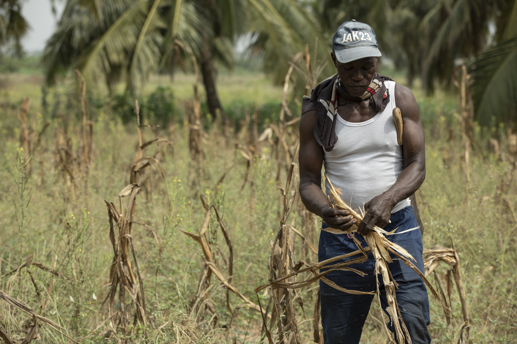 A man inspects dried crops in a field.