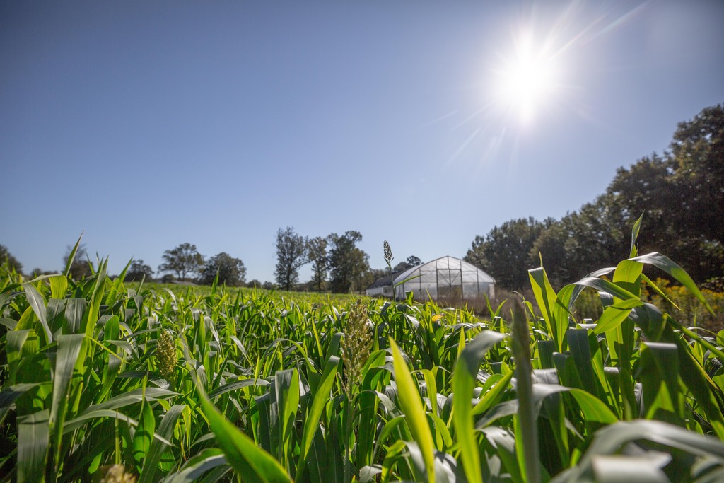 Sunlit field with greenhouse at Heifer Ranch