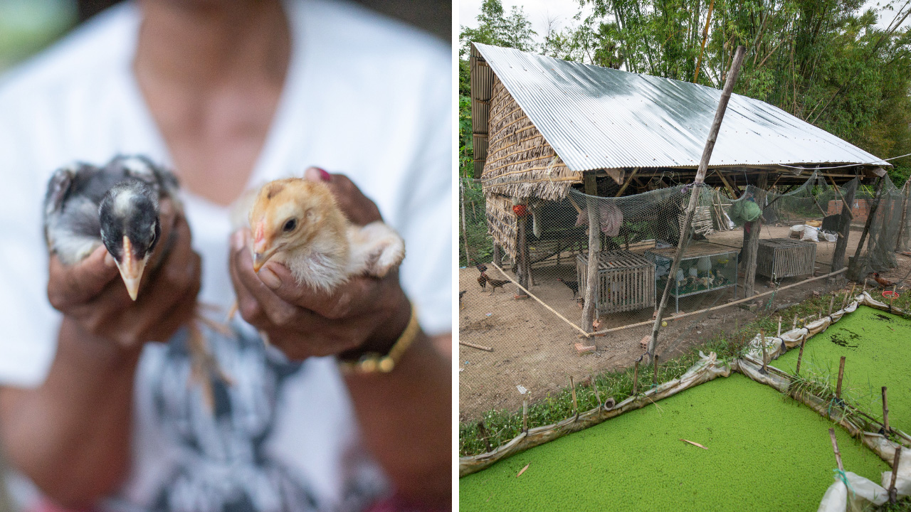 (Left) Chanraun holds two young chickens from her coop. (Right) The chicken shed belonging to Chanraun and her husband Noeun.