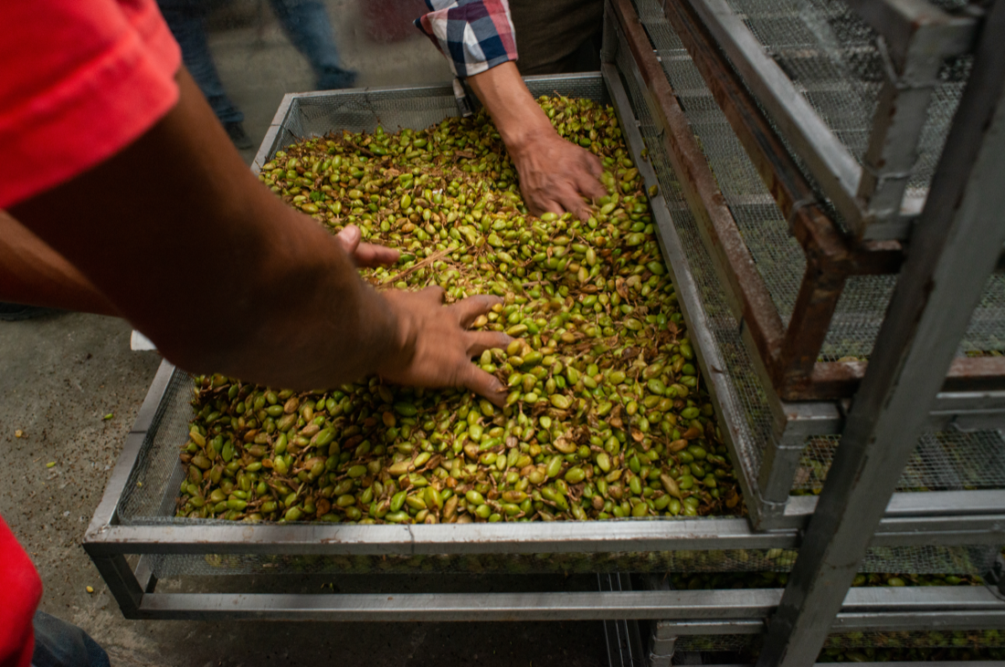 Two pairs of hands spread out cardamom pods on a dryer tray.