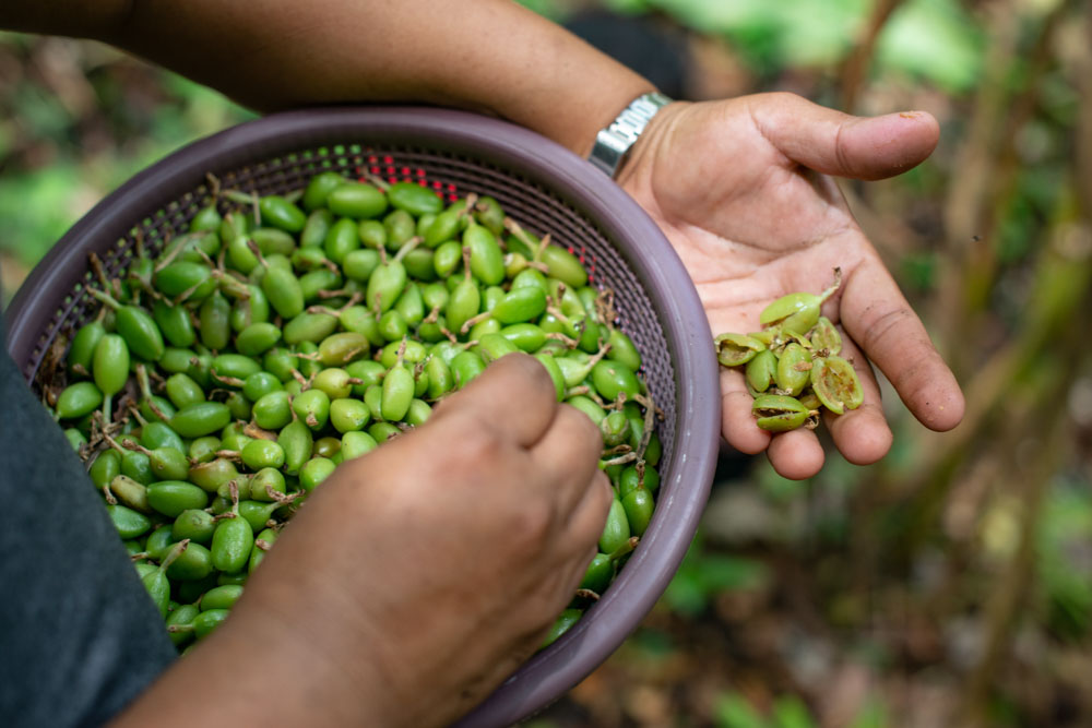 A close up shot of a farmer holding a basket of green cardamom pods.