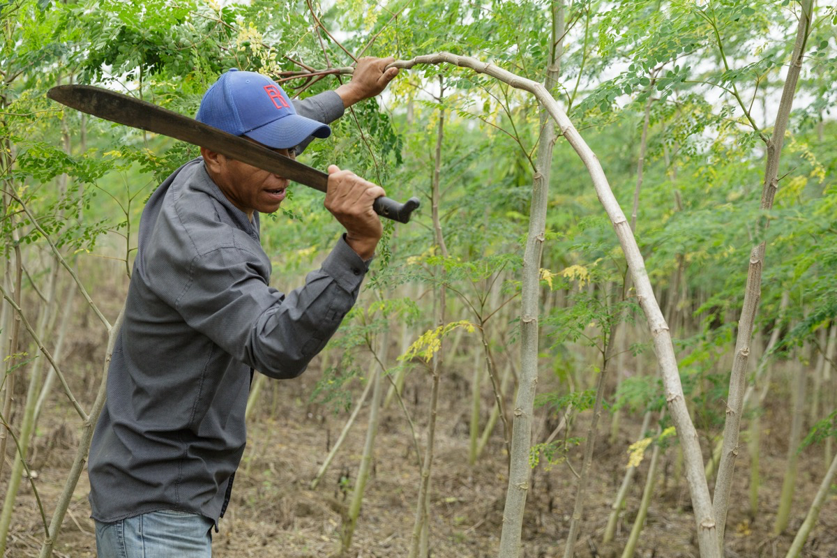 A man swings a machete at a small tree branch.