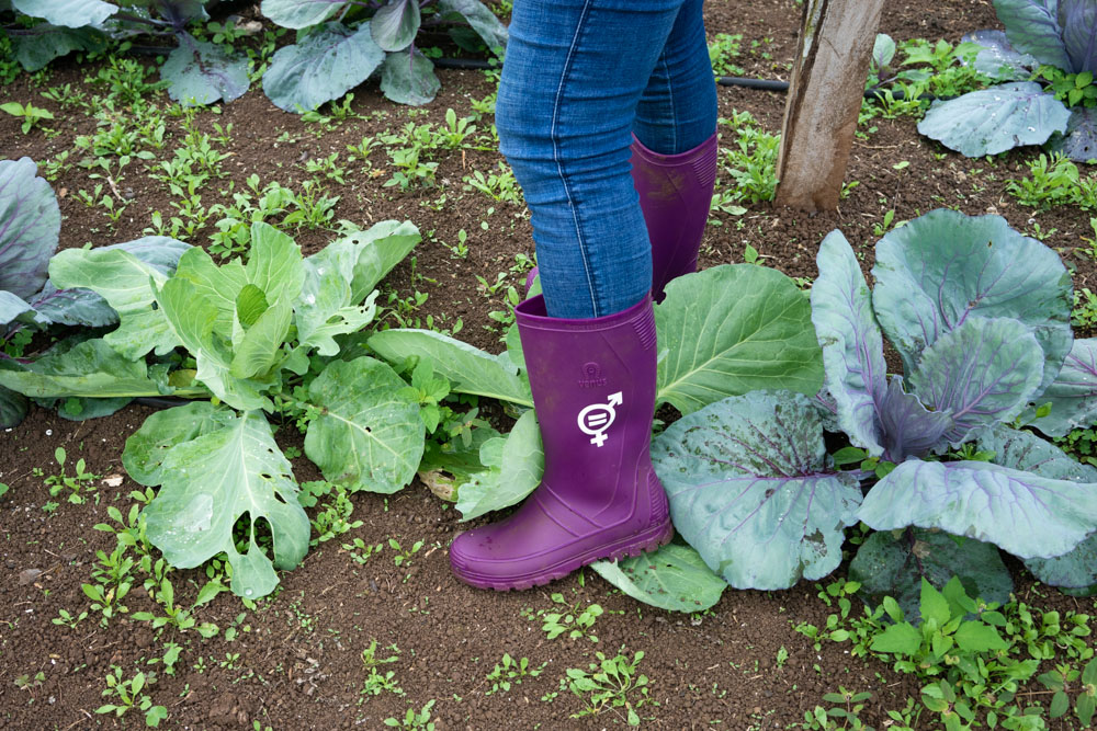 Close-up of purple rubber boots standing amidst a variety of leafy greens in a garden bed.