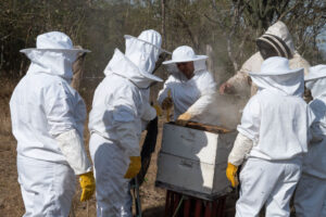 A group of women in beekeeping suits tending to a bee hive in Honduras.