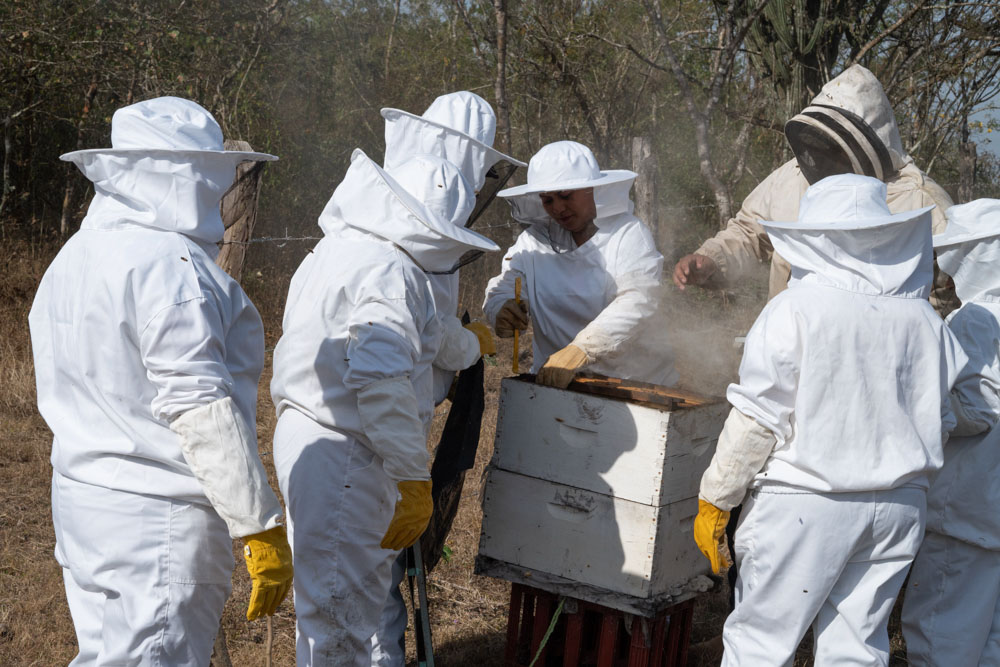 A group of women in beekeeping suits tending to a bee hive in Honduras.