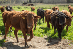 A herd of cows moves through a field.