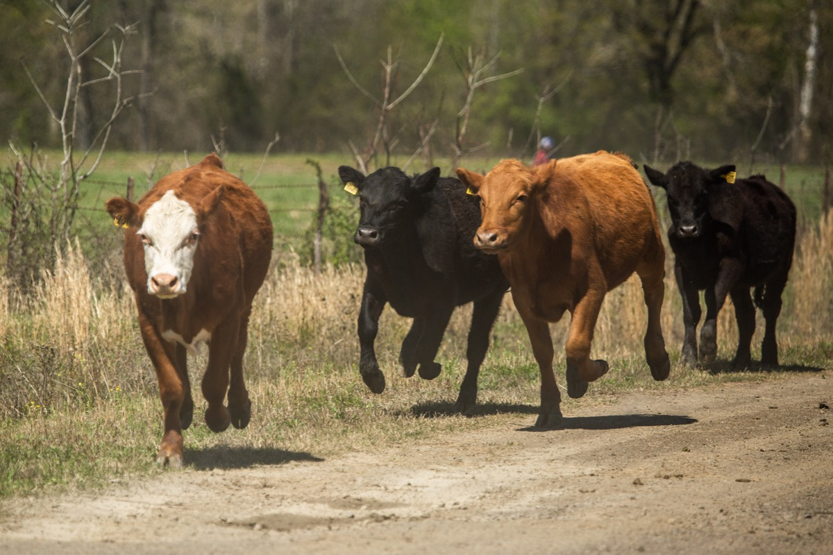 Three cows run down a dirt road.