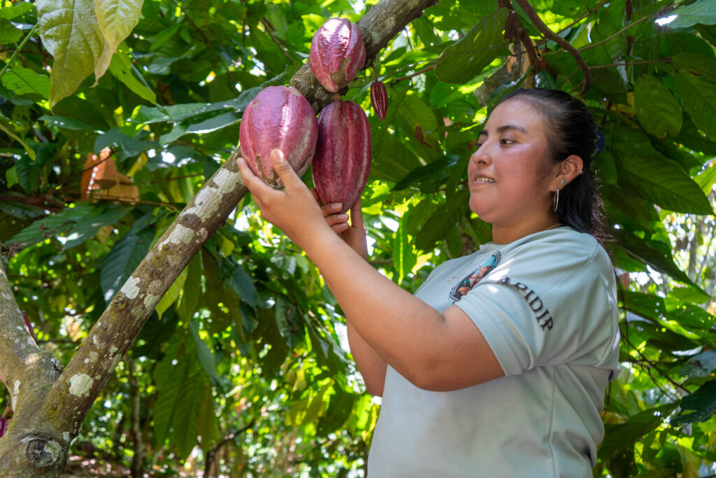 A woman examines cacao pods growing on a tree.