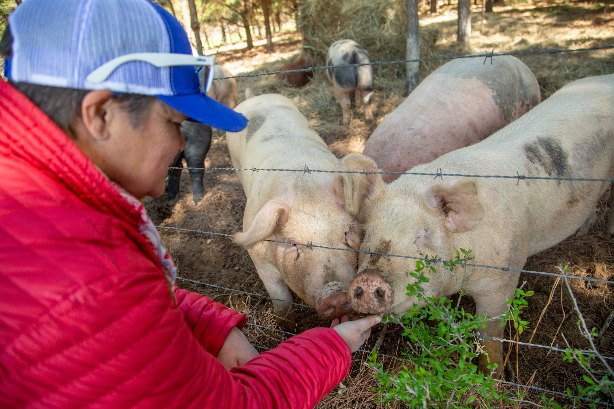 A woman kneels and feeds the pigs she cares for.